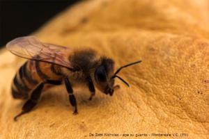De Zotti Nicholas - ape sul guanto Montereale Valcellina