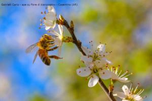 Gabrielli Carlo - ape su fiore di biancospino1   Casentino AR 
